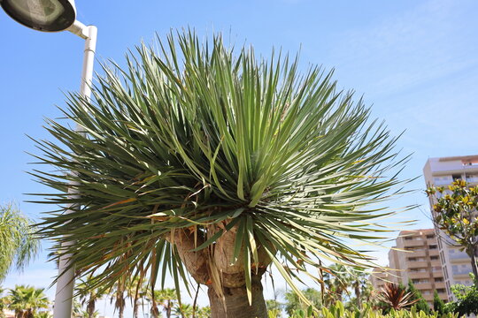 The top of a Dracaena draco tree on a city street.