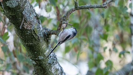 Birds of Germany - Aegithalos caudatus - Long-Tailed Tit Resting in Autumn Branches © Sebastian