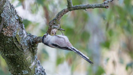 Birds of Germany - Aegithalos caudatus - Long-Tailed Tit Resting in Autumn Branches © Sebastian