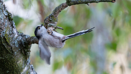 Birds of Germany - Aegithalos caudatus - Long-Tailed Tit Resting in Autumn Branches © Sebastian