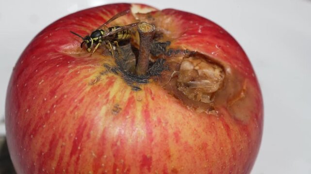 A wasp sits on a bitten red and yellow apple resting on a plate, feeding on the sweet fruit.