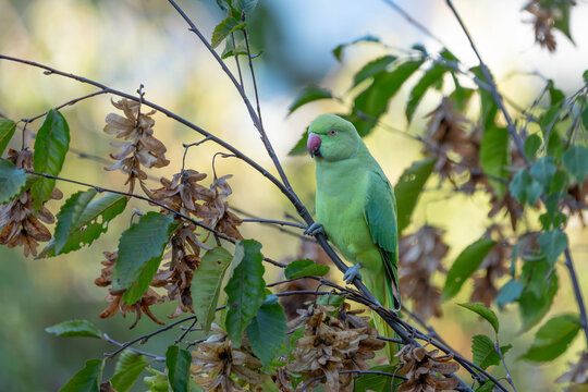 Birds of Germany - Psittacula krameri - Rose-Ringed Parakeet in Urban Woodland