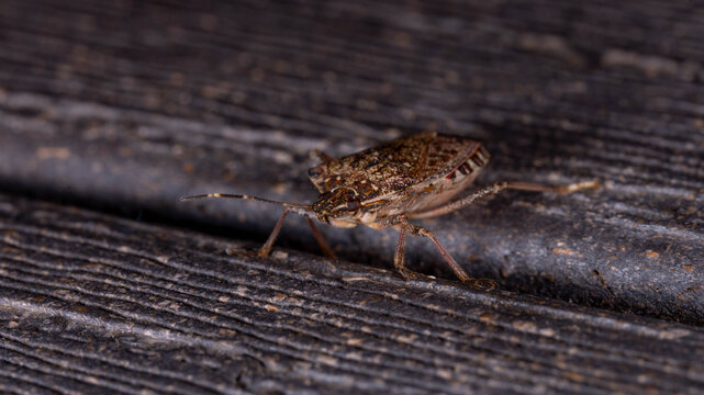 Bio Diversity - Halyomorpha halys - Brown Marmorated Stink Bug on Weathered Wood