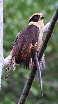 Laughing Falcon (Herpetotheres cachinnans) holding snake prey
