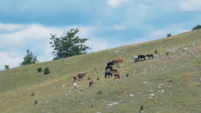 Wild Horses Grazing Mountain Landscape