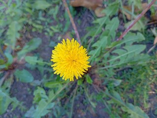 Close-up of a vibrant yellow dandelion flower blooming beautifully in a field. Detailed outdoor botanical photography of a fresh taraxacum officinale head surrounded by green leaves. © Oksana