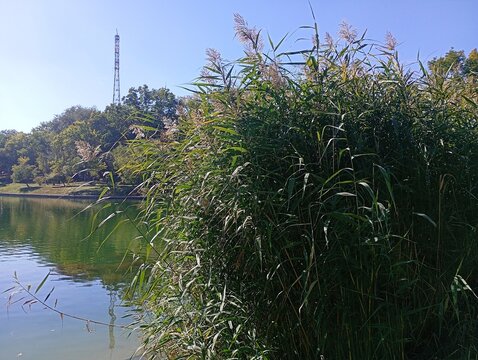 Scenic outdoor photography of a dense green phragmites australis bush by a lake. Beautiful sunny landscape featuring common reed plants growing on the riverbank under a clear blue sky.