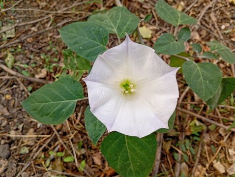 Close-up of a large white datura flower blooming elegantly on the ground. Detailed outdoor botanical photography of sacred moonflower or jimsonweed blossom surrounded by fresh green leaves.
