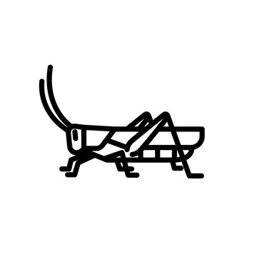 grasshopper