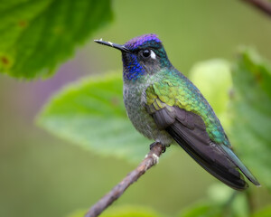 Fototapeta premium Violet-headed Hummingbird (Klais guimeti) perched with pollen