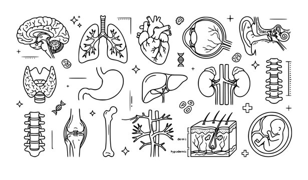 Human Anatomy and Internal Organs Line Icon Set - Brain, Lungs, Heart, Liver, and Spine
