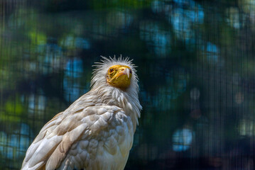 Egyptian Vulture Profile Portrait Close Up © Aleš Maučec