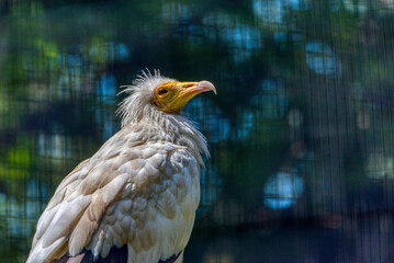 Egyptian Vulture Profile Portrait Close Up © Aleš Maučec