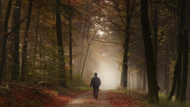 A walk in magical light and beams in a foggy atmospheric forest in autumn. A silhouetted hiker walking towards the bright illuminated fog. 