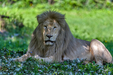 Male White Lion Resting in Grass © Aleš Maučec