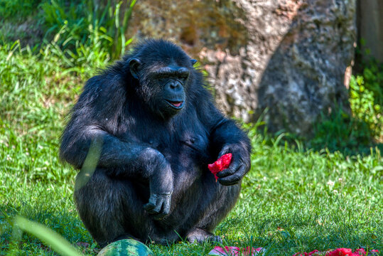 Chimpanzee Eating Fresh Watermelon Outdoors