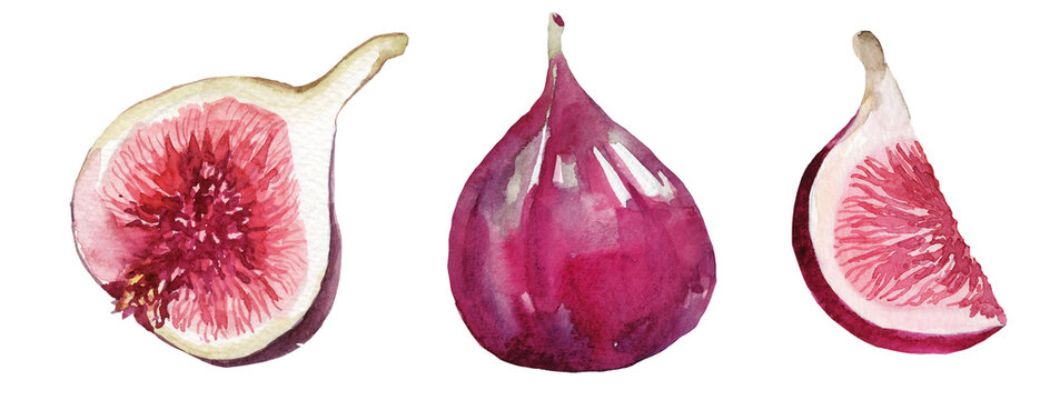 An artistic set of watercolor fig illustrations&mdash;featuring a whole fruit, a half, and a wedge&mdash;rendered as elegant, original botanical artworks. These designs are suitable for food packaging, menus