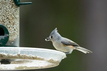 Tufted Titmouse (Baeolophus bicolor) with Sunflower Seed at Backyard Bird Feeder — Small Gray Crested Songbird Perched on Seed Tray Holding a Seed in Its Bill, Florida © Matthew Bydalek