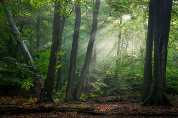 Naklejka na ściany i meble Sunny morning in the forest
