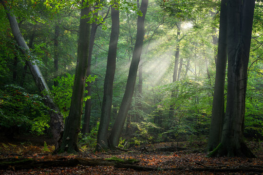 Sunny morning in the forest