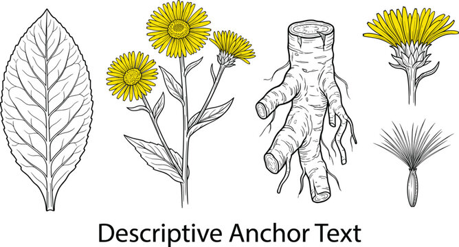 Elecampane inula helenium botanical flower sketch vector collection