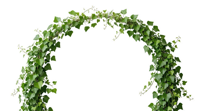 Green ivy plant climbing arch for garden decorations, and botanical framing designs