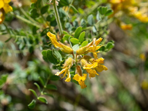 Macro shot of yellow Caragana flowers with opened bud covers among green leaves in the Western Tian Shan, Uzbekistan in May.