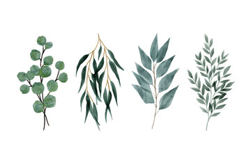 Watercolor green eucalyptus branches isolated on transparent background © Sweet Tamarind