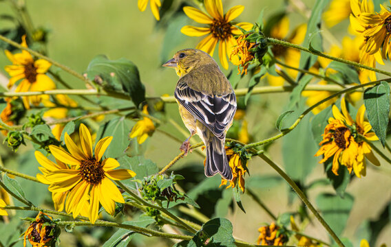 Lesser Goldfinch (Carduelis psaltria) Feeding on Prairie Sunflower, (Helianthus petiolaris) Blooms