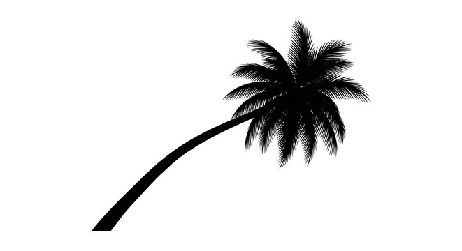 Black silhouette of a tropical palm tree