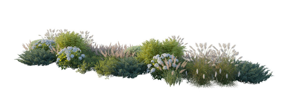 Garden landscape composition with blooming hydrangea bushes, ornamental pampas grass, and shrubs (hydrangea, pampas grass, fir shrubs) isolated PNG on a transparent background cutout