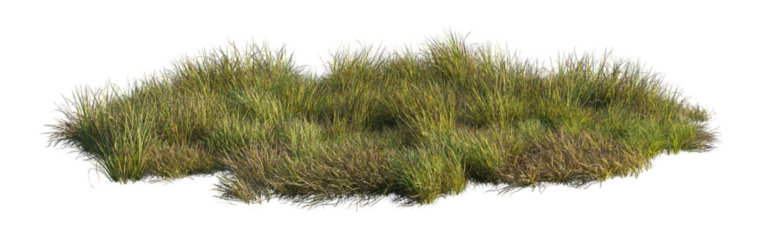 carex obnupta and imperata cylindrica rubra clump (slough sedge, japanese blood grass, red baron) isolated PNG on a transparent background premium nature cutout
