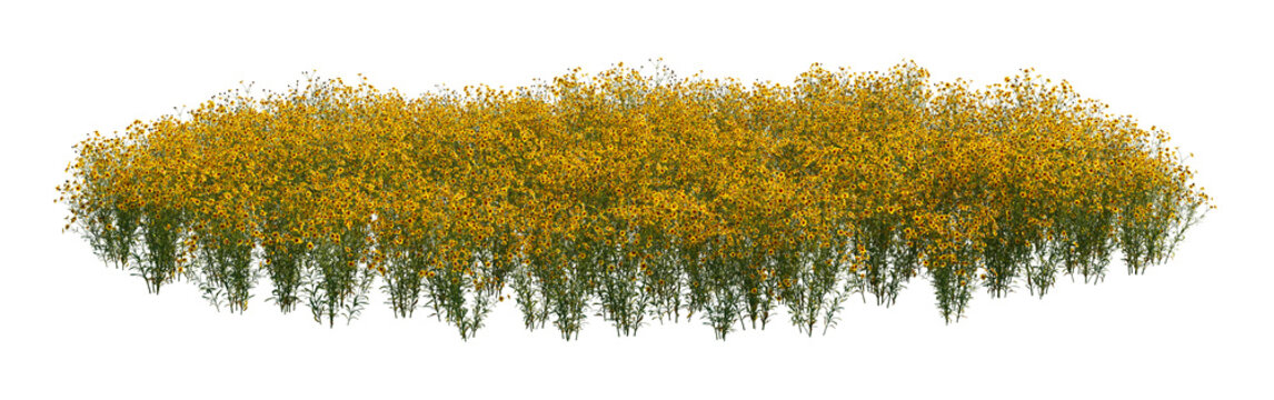 coreopsis tinctoria clump (yellow flowers) (golden tickseed, plains coreopsis, calliopsis) isolated png on a transparent background premium nature cutout