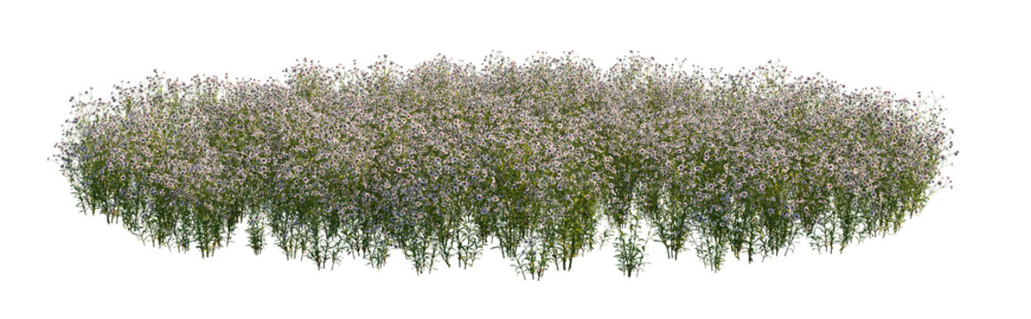 coreopsis tinctoria clump (white flowers) (golden tickseed, plains coreopsis, calliopsis) isolated PNG on a transparent background premium nature cutout