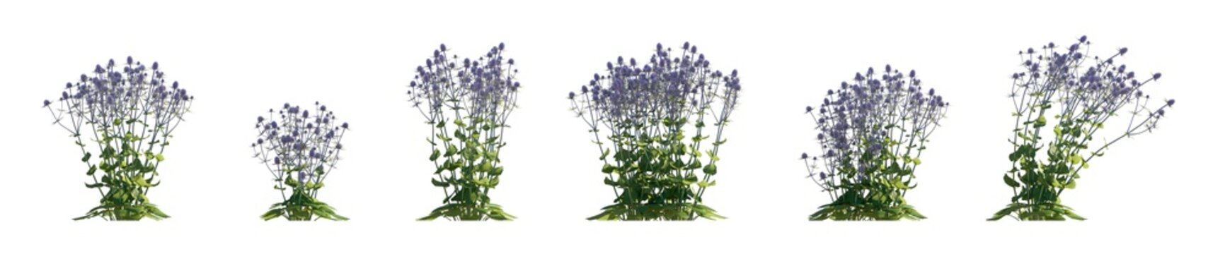 eryngium planum (sea holly, blue eryngo) isolated PNG on a transparent background premium nature cutout