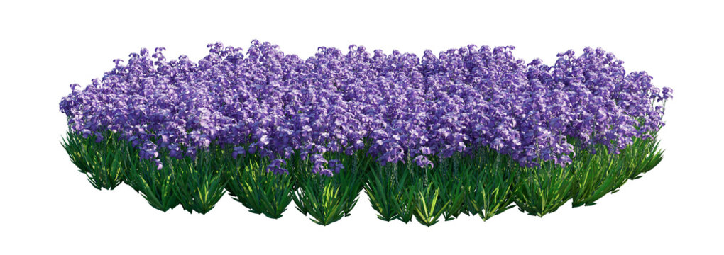 iris pallida clump (dalmatian iris, sweet iris, pallid iris) isolated PNG on a transparent background premium nature cutout