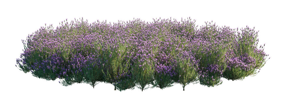 lavandula stoechas clump (french lavender, spanish lavender, topped lavender, butterfly lavender) isolated PNG on a transparent background premium nature cutout