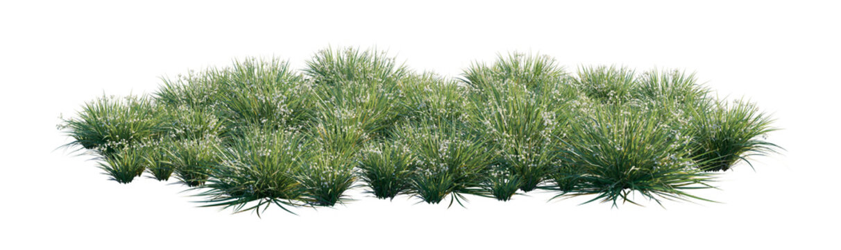 libertia paniculata clump (branched libertia, panicled libertia) isolated PNG on a transparent background premium nature cutout