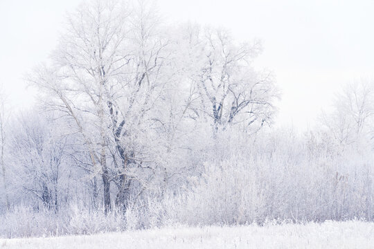 Winter background. Trees, shrubs, and dead vegetation covered in frost against a cold winter sky.