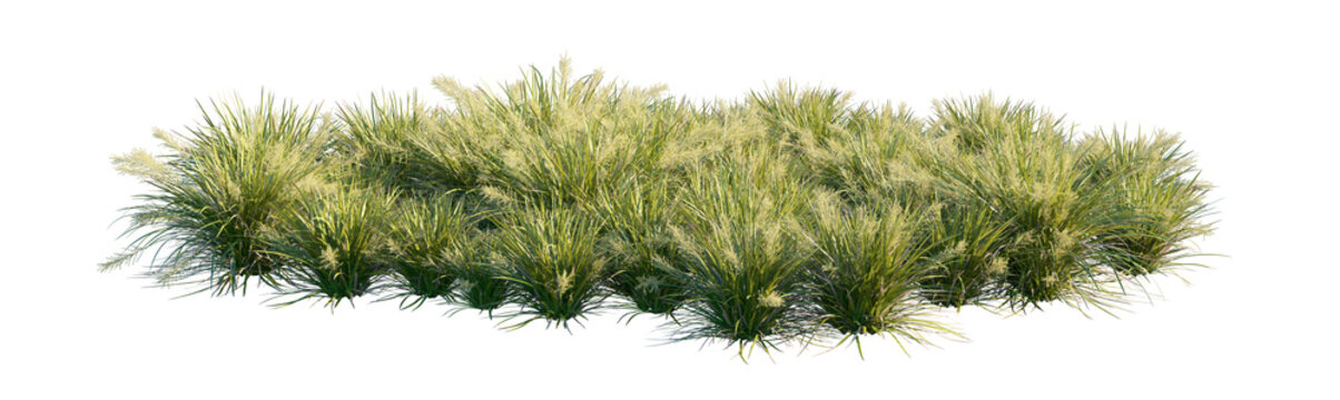lomandra hystrix katie bell clump (katie bell lomandra, rainforest mat rush, spiny-headed mat rush) isolated PNG on a transparent background premium nature cutout