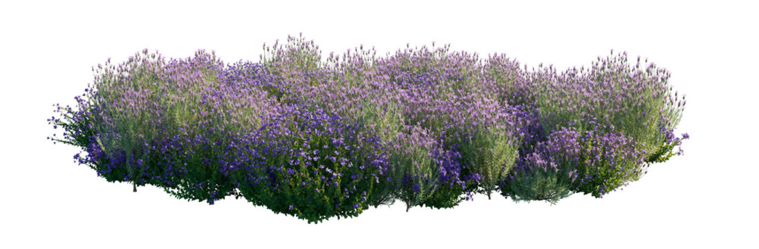 platycodon grandiflorus lavandula clump (balloon flower, chinese bellflower, lavender flower) isolated PNG on a transparent background premium nature cutout