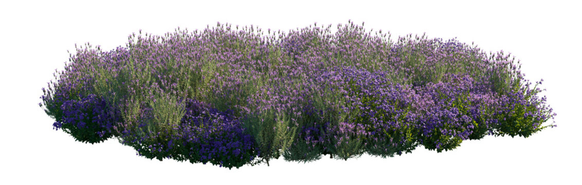 platycodon grandiflorus lavandula clump (balloon flower, chinese bellflower, lavender flower) isolated PNG on a transparent background premium nature cutout