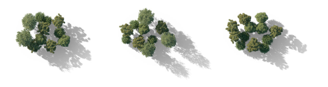 top view tree group with shadows (aerial tree canopy, overhead tree cluster) isolated PNG on a transparent background premium nature cutout