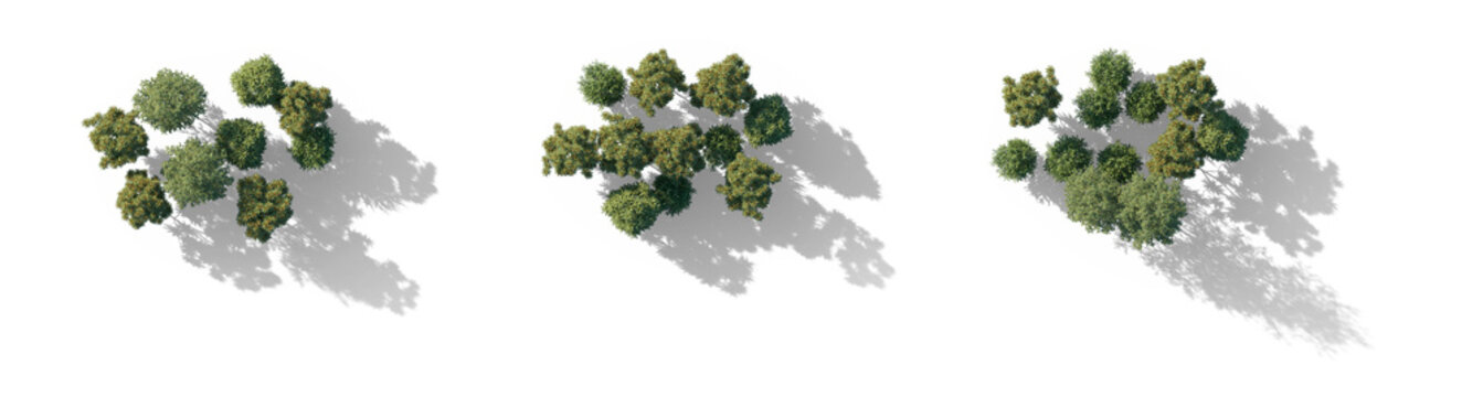 top view tree group with shadows (aerial tree canopy, overhead tree cluster) isolated PNG on a transparent background premium nature cutout