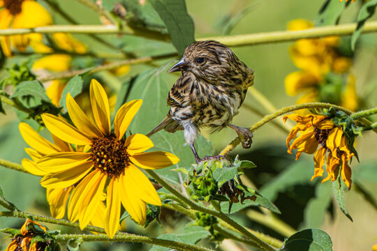 Pine Siskin (Carduelis pinus), Perched Next to a Prairie Sunflower (Helianthus petiolaris), on a Sunny September Afternoon