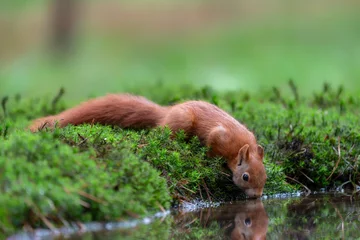 Eurasian red squirrel (Sciurus vulgaris) drinking water in a pool in the forest of Noord Brabant in the Netherlands. Reflection in the water. Came for a drink on a hot summer day.            © Albert