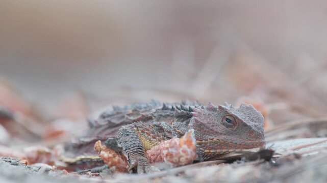 Horny Toad in Durango, Colorado