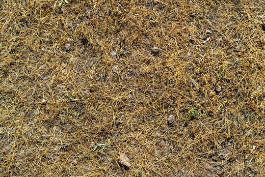 Top view of dry golden grass and small stones on mountain terrain in the Western Tian Shan, Uzbekistan, in late May, texture reference.