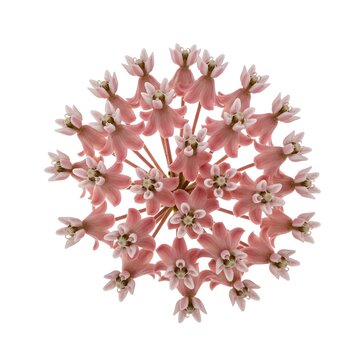 Pink milkweed flower cluster isolated