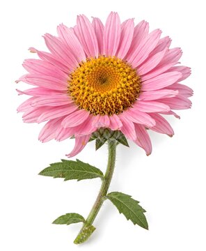 Pink aster flower with stem and green leaves